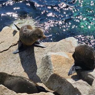 Narooma seal rest point