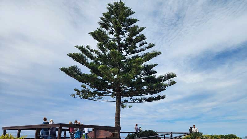 Tuross-Head-on-Tree-Point6