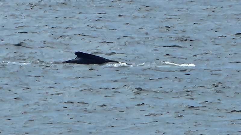 Tuross-Head-on-Tree-Point8